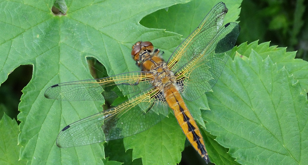 Ważka ruda (Libellula fulva)