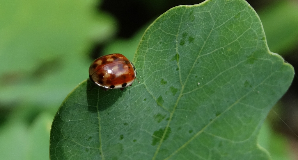 Oczatka (Anatis ocellata)