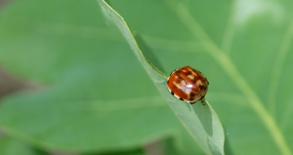 Harmonia quadripunctata