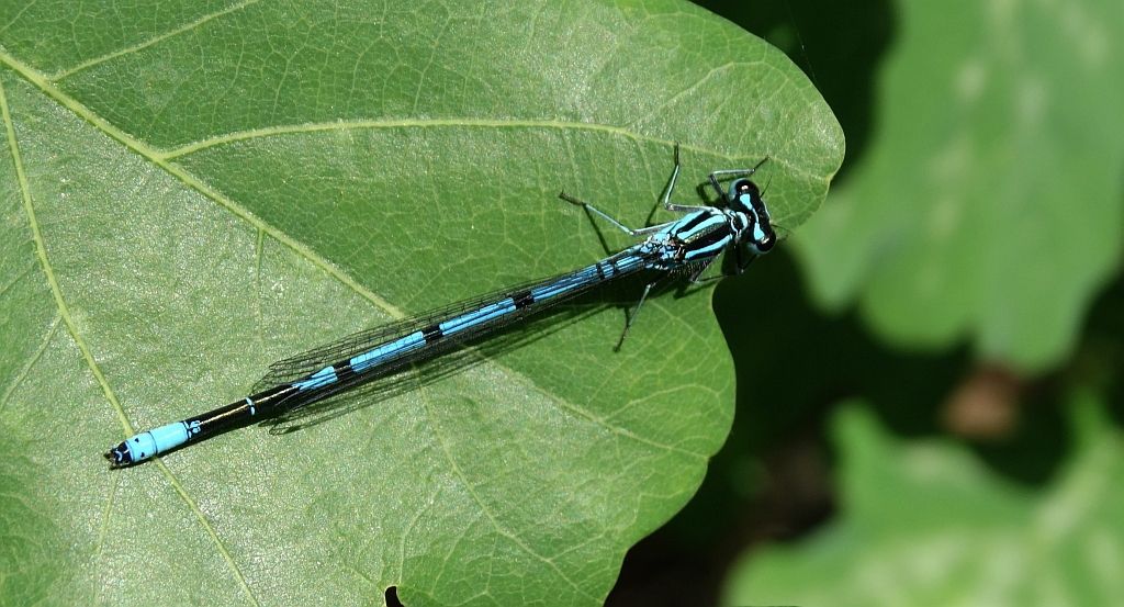 Nimfa stawowa (Enallagma cyathigerum)