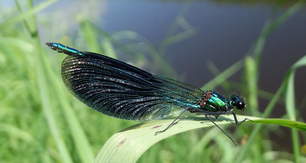 Świtezianka błyszcząca, świtezianka lśniąca (Calopteryx splendens)