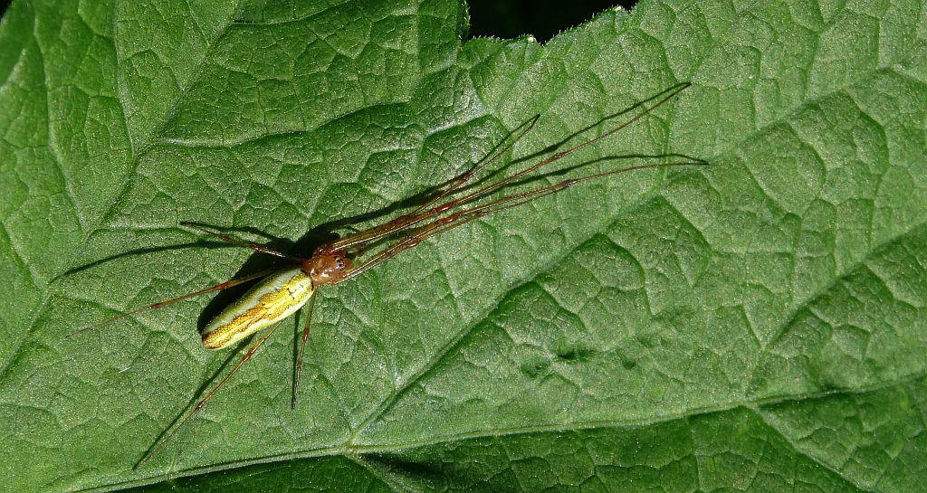 Kwadratnik trzcinowy (Tetragnatha extensa)