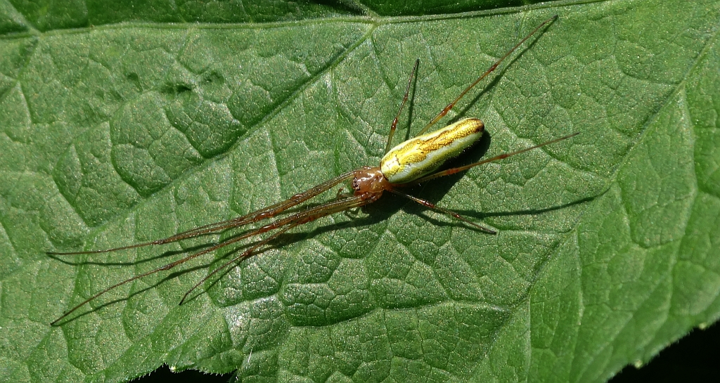 Kwadratnik trzcinowy (Tetragnatha extensa)
