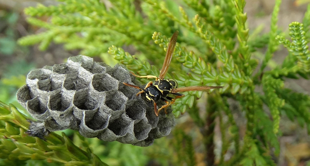 Klecanka pospolita (Polistes gallicus, P. dominulus)