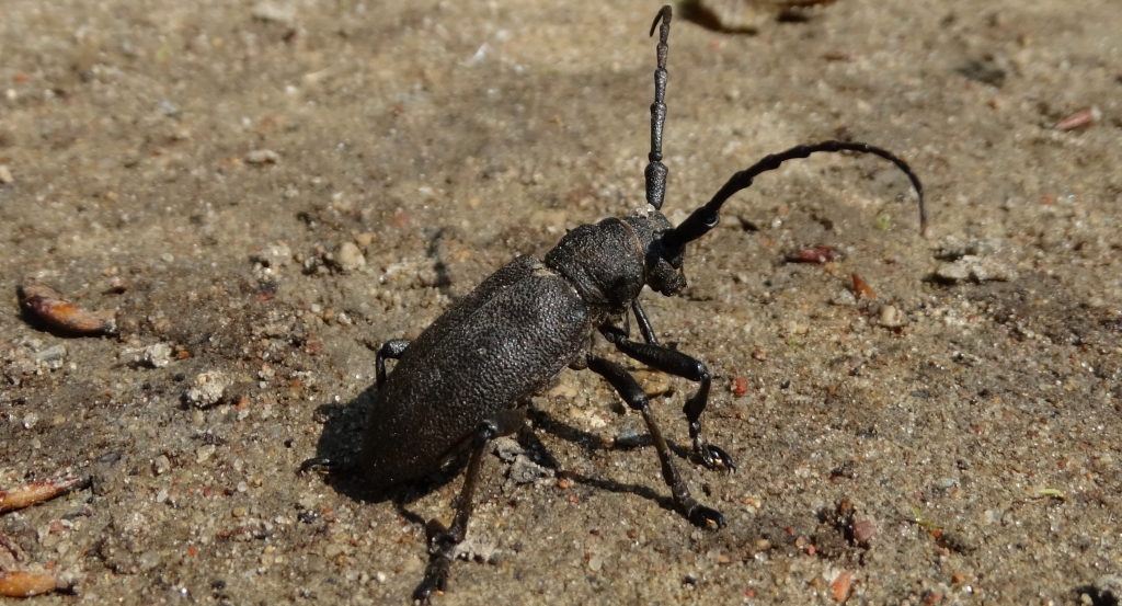 Zgrzypik twardokrywka, zgrzypik twardziel (Lamia textor)