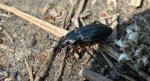 Biegacz granulowany (Carabus granulatus)