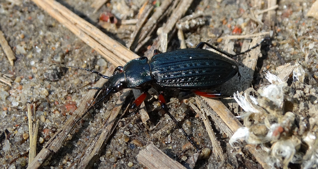 Biegacz granulowany (Carabus granulatus)