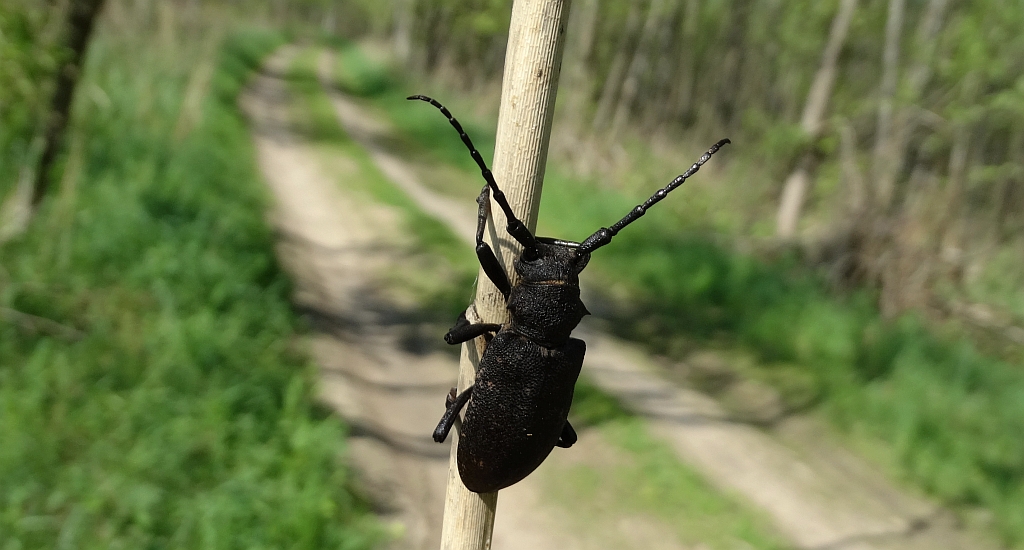 Zgrzypik twardokrywka, zgrzypik twardziel (Lamia textor)