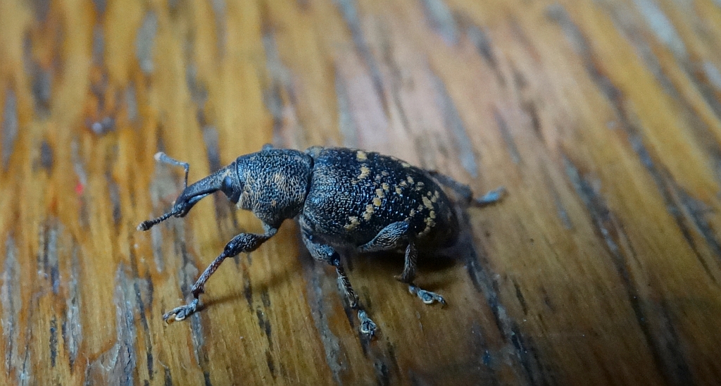 Szeliniak sosnowiec (Hylobius abietis)