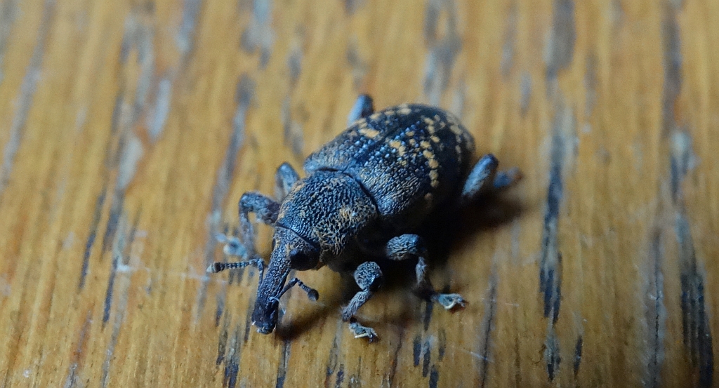 Szeliniak sosnowiec (Hylobius abietis)