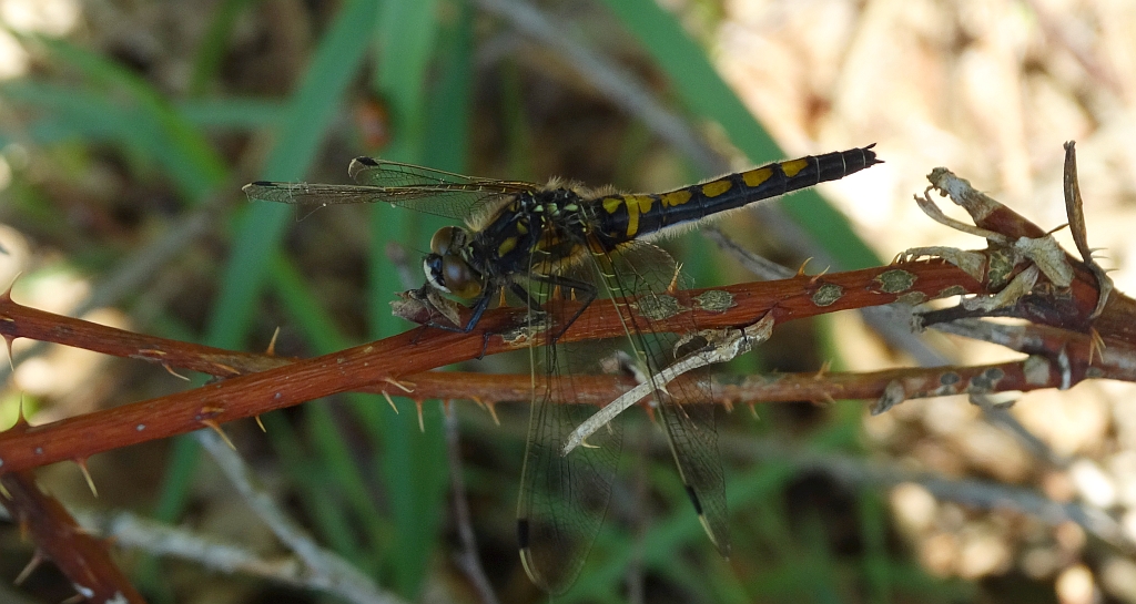 Zalotka czerwonawa (Leucorrhinia rubicunda)