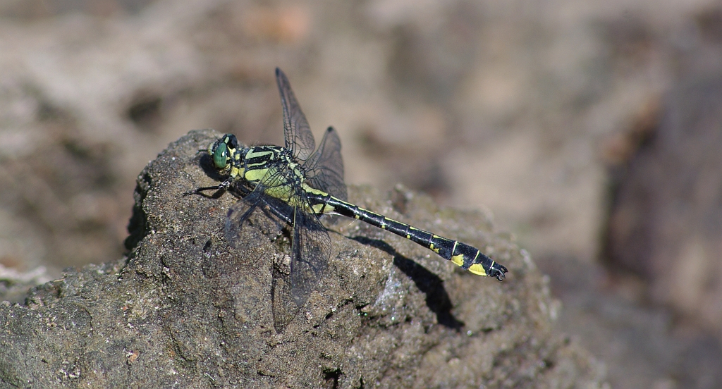 Gadziogłówka pospolita (Gomphus vulgatissimus)