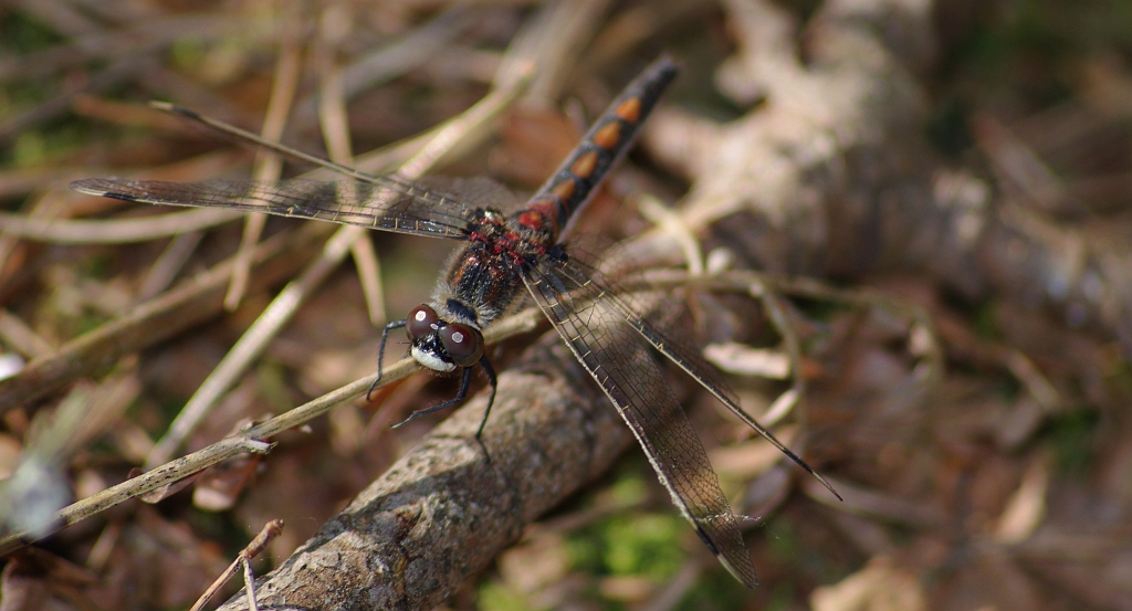 Zalotka czerwonawa (Leucorrhinia rubicunda)