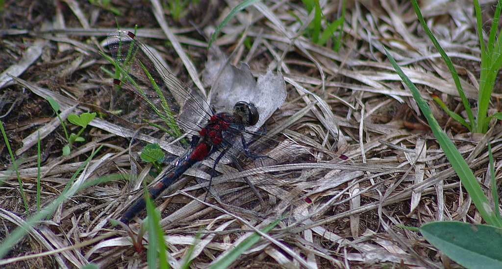 Zalotka torfowcowa, zalotka wątpliwa (Leucorrhinia dubia)