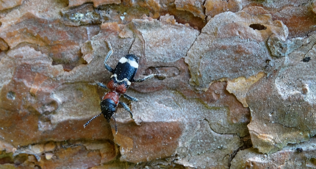 Przekrasek mróweczka (Thanasimus formicarius)