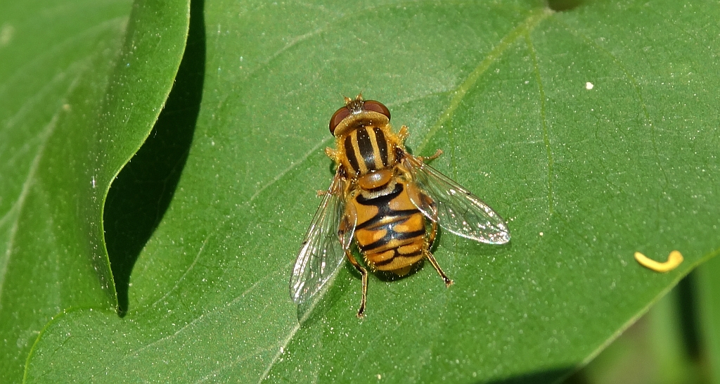 Gniłun (Helophilus pendulus)