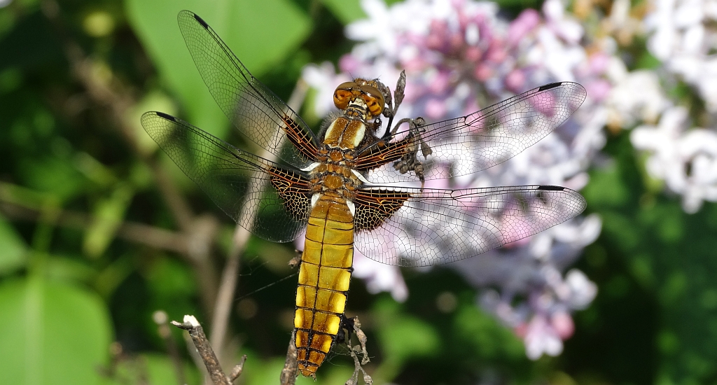 Ważka płaskobrzucha, ważka płaska (Libellula depressa)