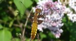 Ważka płaskobrzucha, ważka płaska (Libellula depressa)