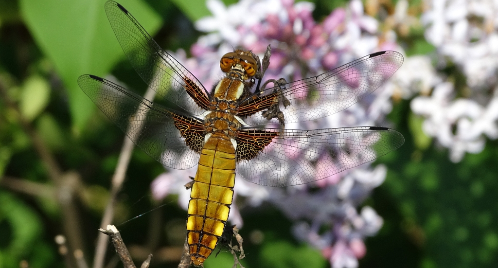 Ważka płaskobrzucha, ważka płaska (Libellula depressa)