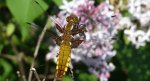 Ważka płaskobrzucha, ważka płaska (Libellula depressa)