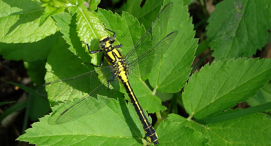 Gadziogłówka pospolita (Gomphus vulgatissimus)