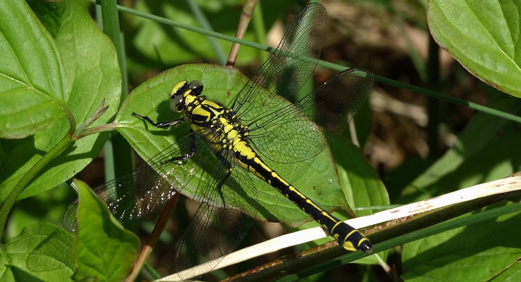 Gadziogłówka pospolita (Gomphus vulgatissimus)