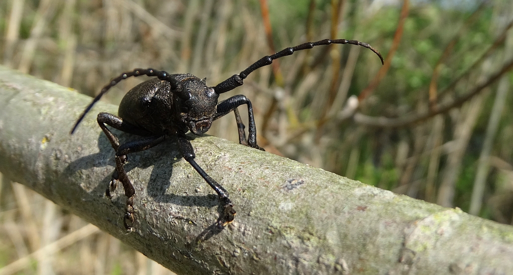 Zgrzypik twardokrywka, zgrzypik twardziel (Lamia textor)