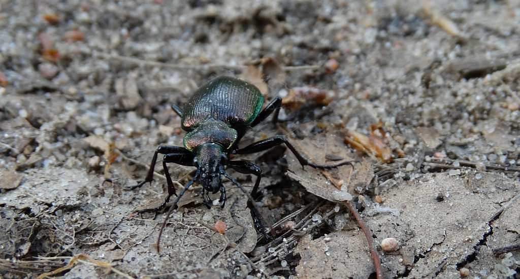 Tęcznik mniejszy (Calosoma inquisitor)