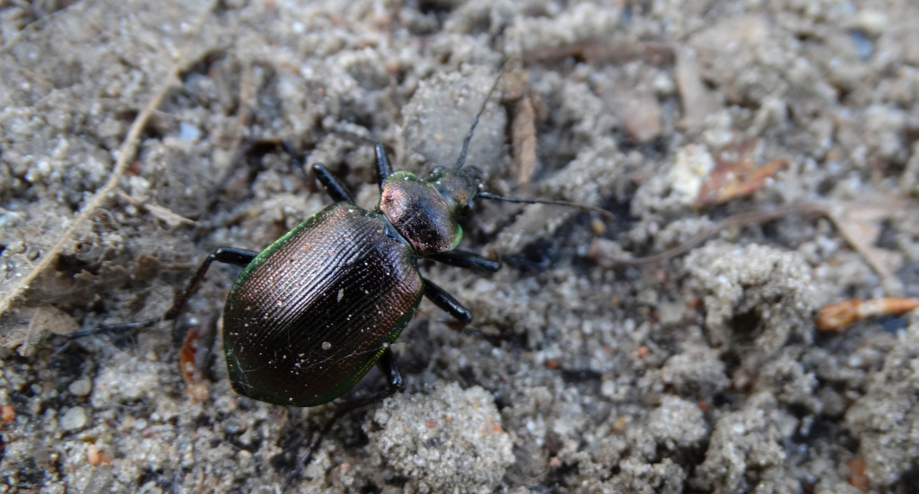 Tęcznik mniejszy (Calosoma inquisitor)