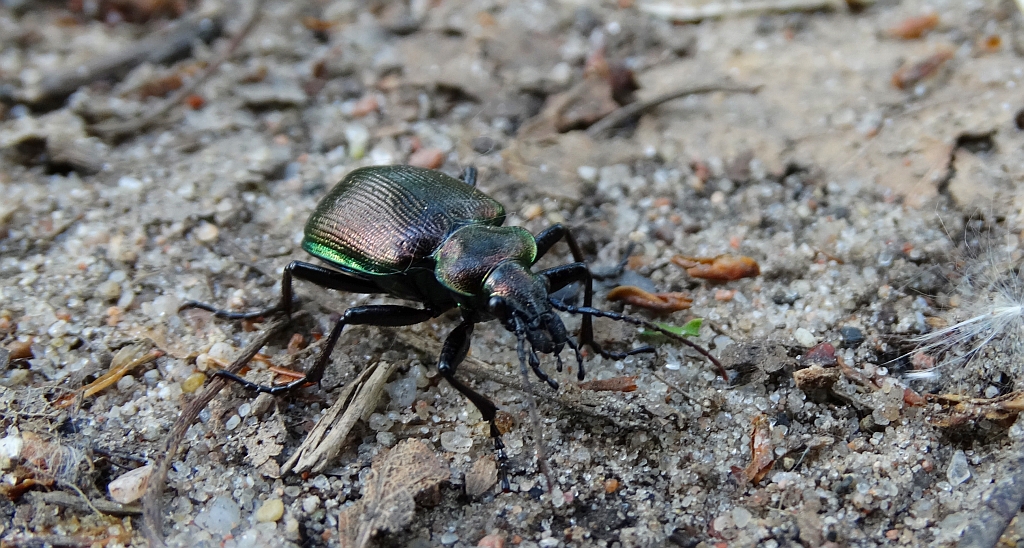 Tęcznik mniejszy (Calosoma inquisitor)