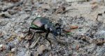 Tęcznik mniejszy (Calosoma inquisitor)