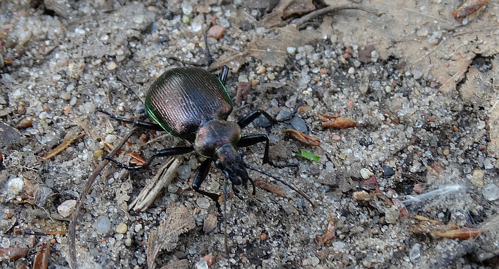 Tęcznik mniejszy (Calosoma inquisitor)