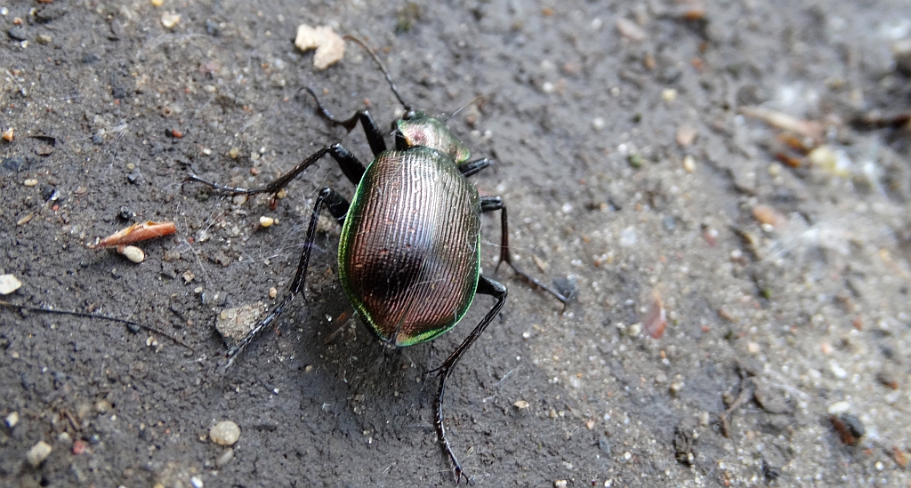 Tęcznik mniejszy (Calosoma inquisitor)