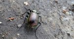 Tęcznik mniejszy (Calosoma inquisitor)