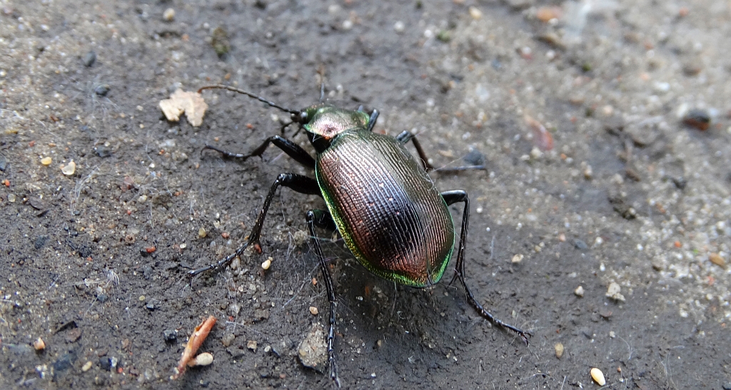 Tęcznik mniejszy (Calosoma inquisitor)