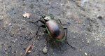 Tęcznik mniejszy (Calosoma inquisitor)