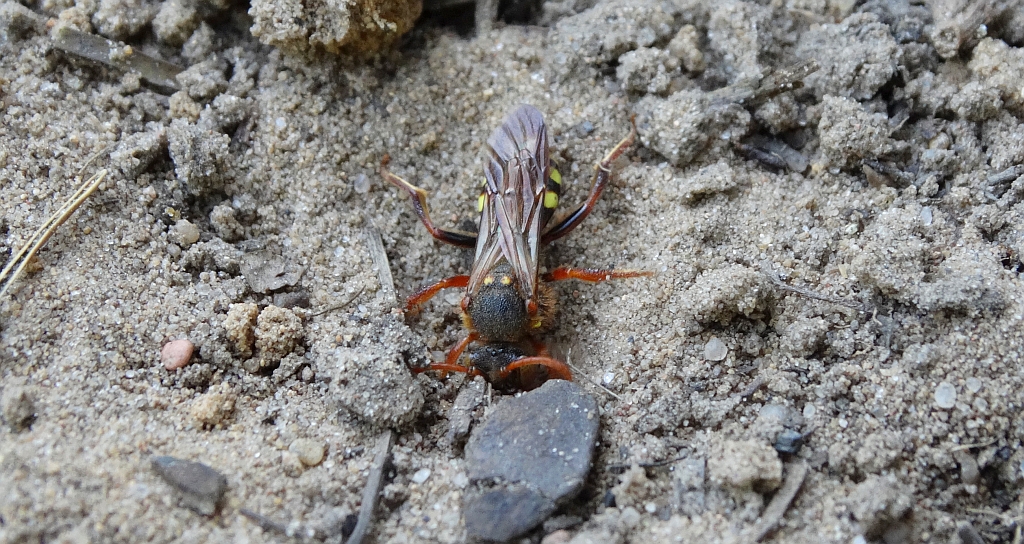 Koczownica rudowłosa (Nomada lathburiana)