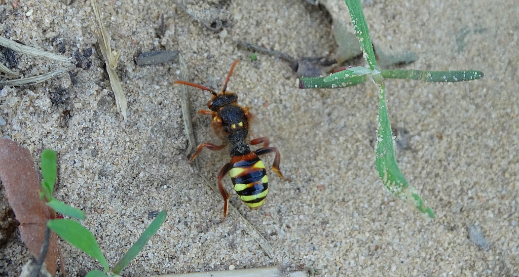 Koczownica rudowłosa (Nomada lathburiana)