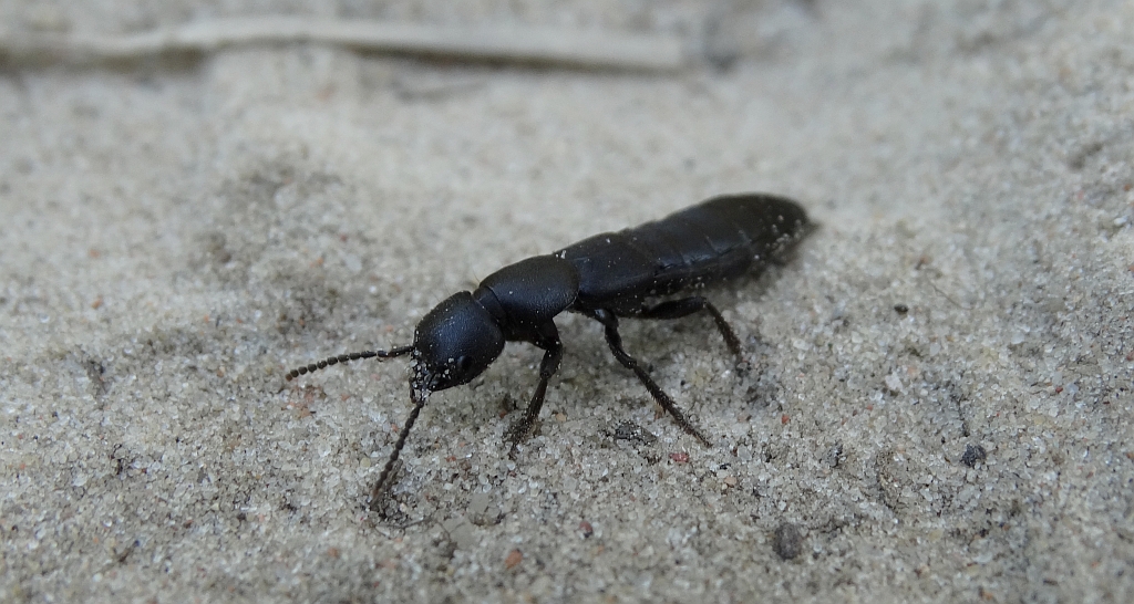 Próchniaczek czarniawy, kusak olens (Ocypus olens)