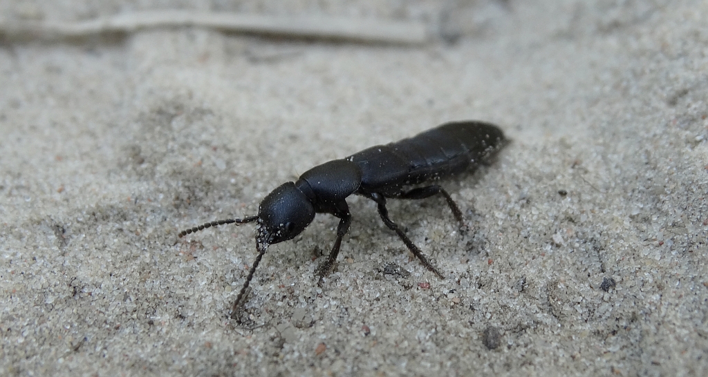 Próchniaczek czarniawy, kusak olens (Ocypus olens)