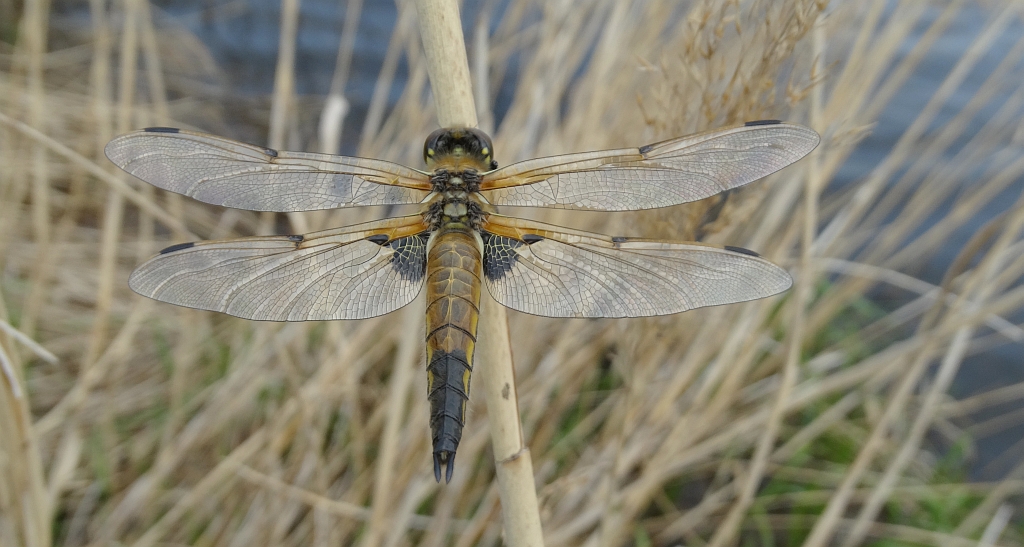 Ważka czteroplama (Libellula quadrimaculata)