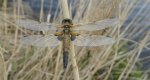 Ważka czteroplama (Libellula quadrimaculata)