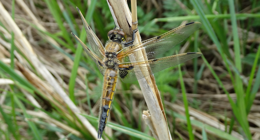 Ważka czteroplama (Libellula quadrimaculata)