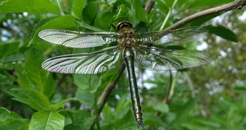 Szklarka zielona (Cordulia aenea)