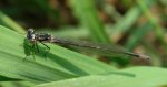 Tężnica wytworna, tężnica okazała (Ischnura elegans)