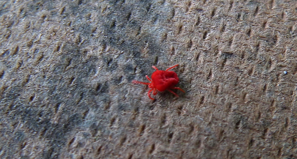 Lądzień czerwonatka (Trombidium holosericeum)