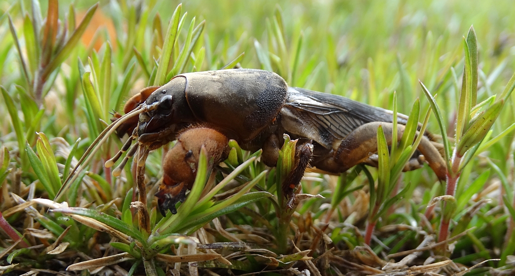 Turkuć podjadek, turkuć pospolity (Gryllotalpa gryllotalpa)