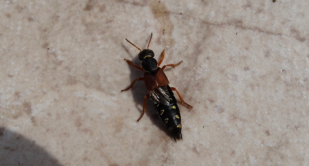 Kusak cezarek (Staphylinus caesareus)