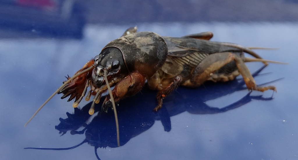 Turkuć podjadek, turkuć pospolity (Gryllotalpa gryllotalpa)