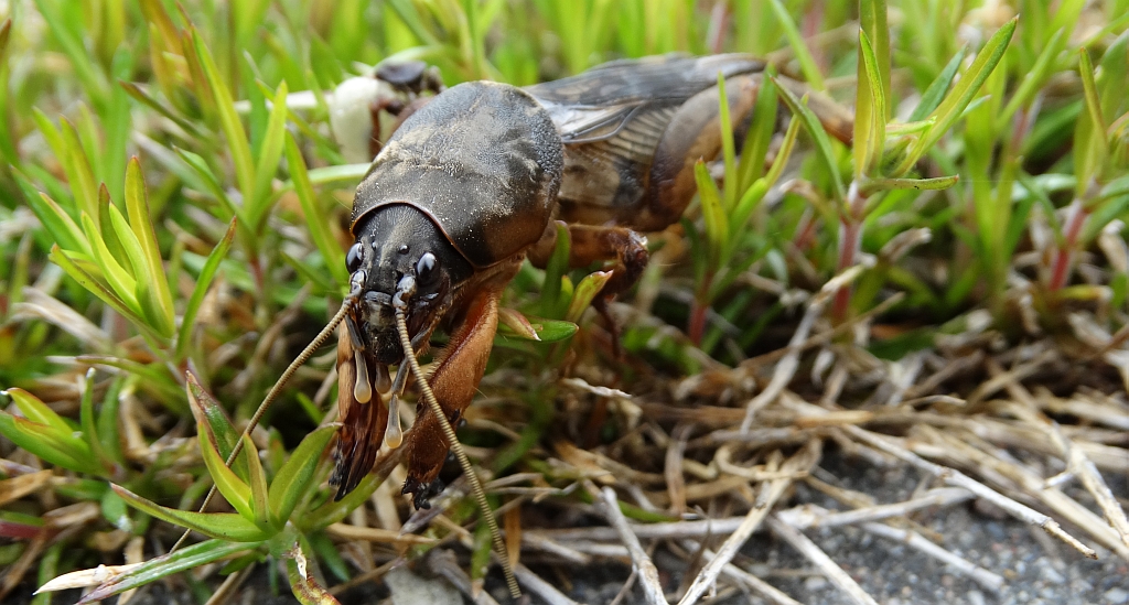 Turkuć podjadek, turkuć pospolity (Gryllotalpa gryllotalpa)
